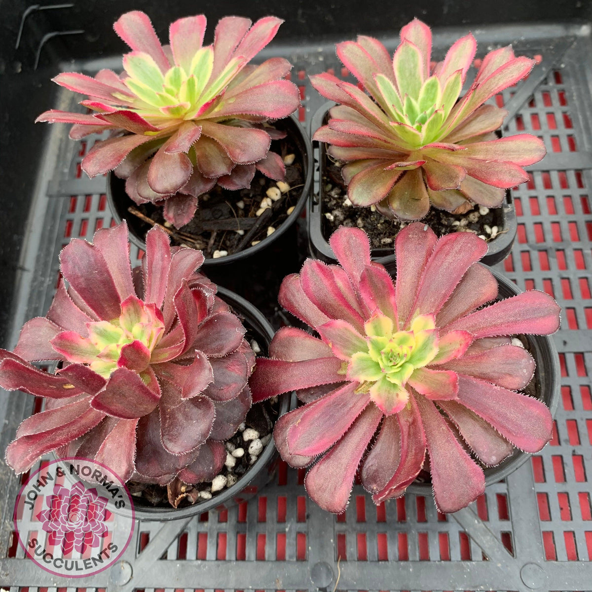 Aeonium Mardi Gras
