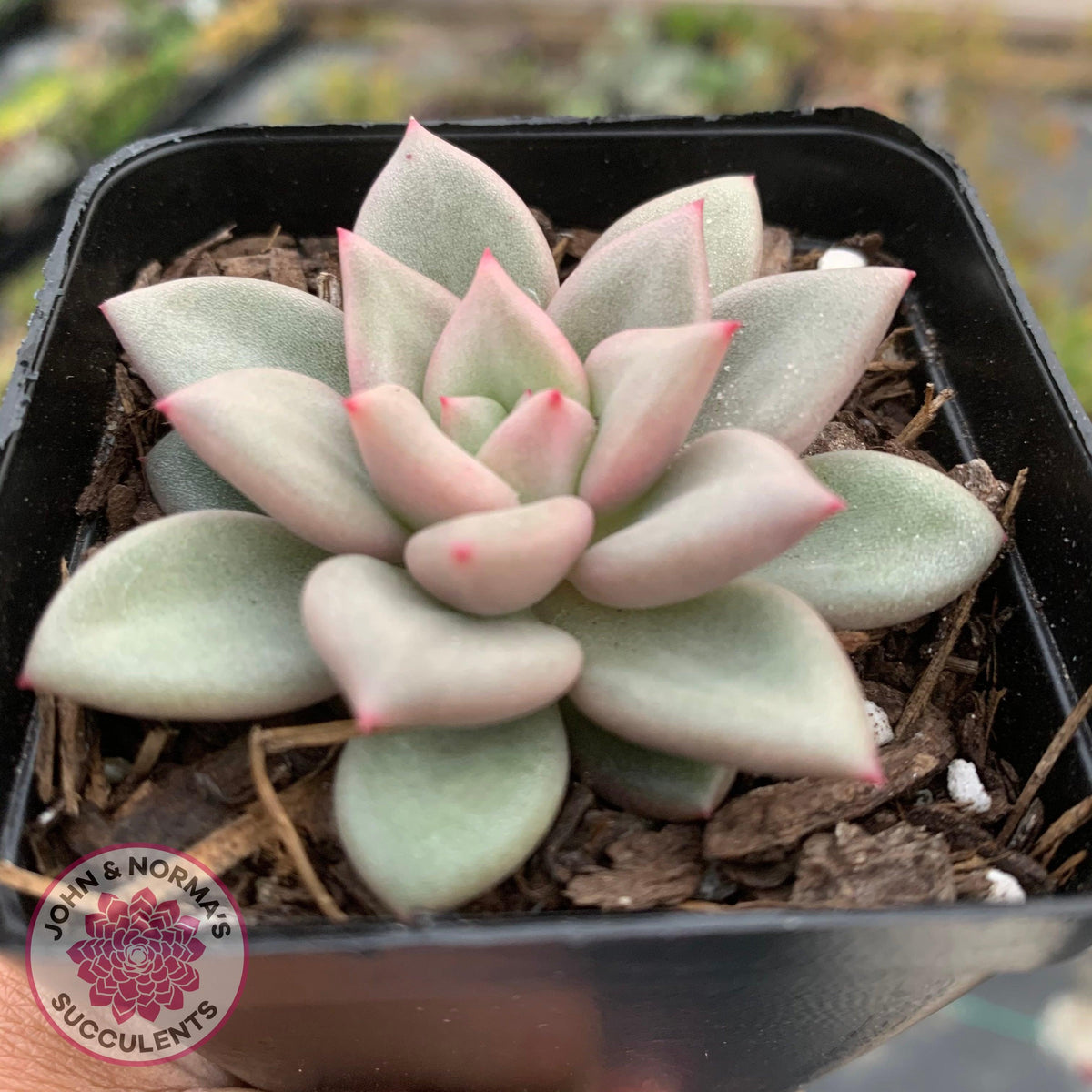 Echeveria JC Van Keppel