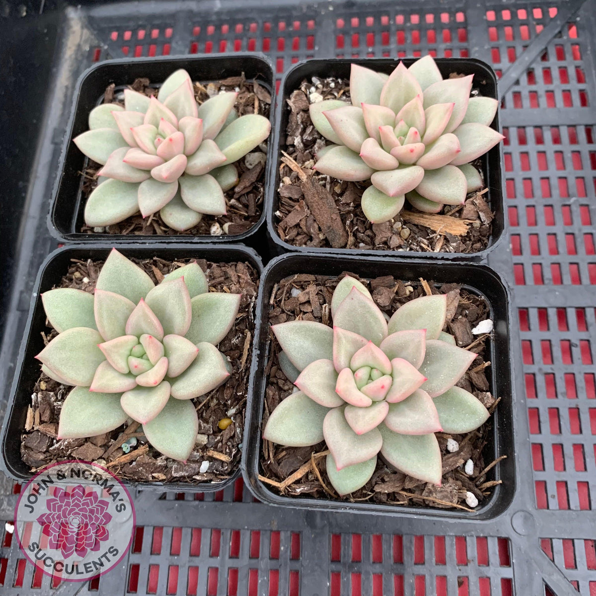 Echeveria JC Van Keppel