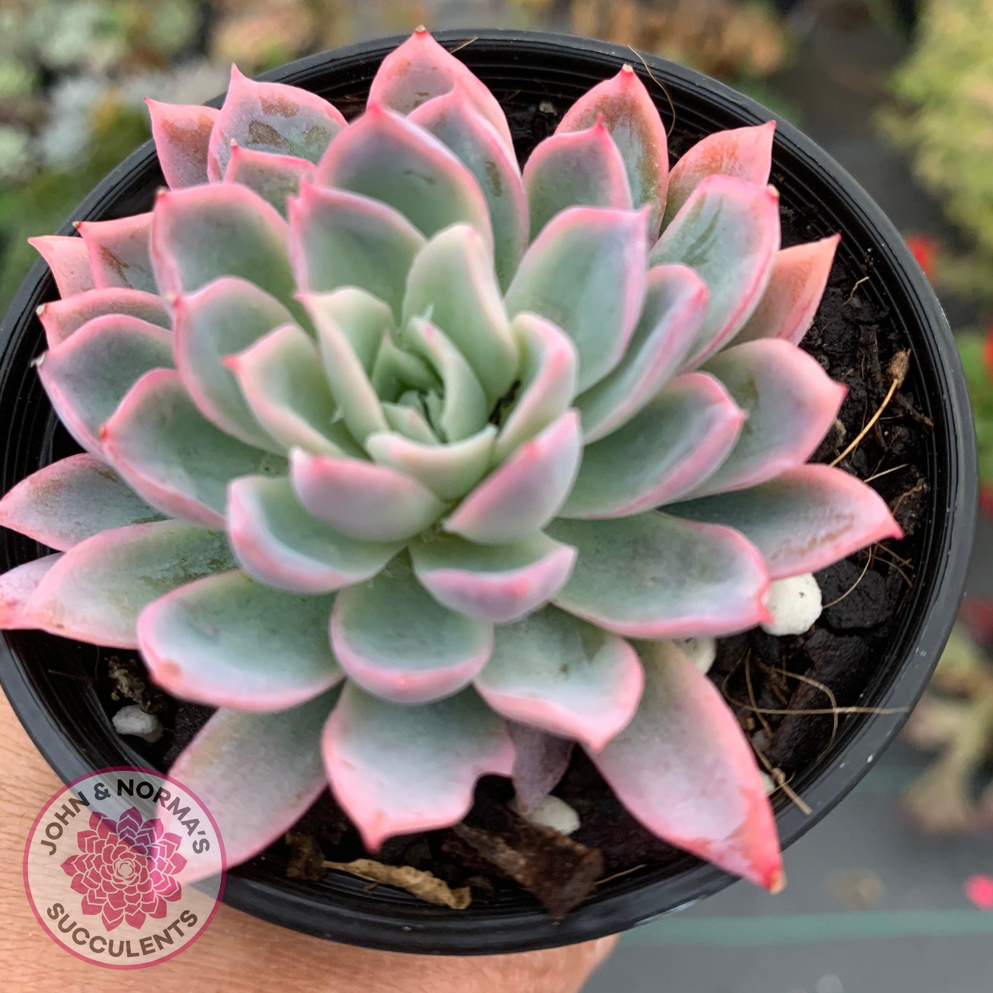 violet queen succulent flower Buy Echeveria Violet Queen Australia