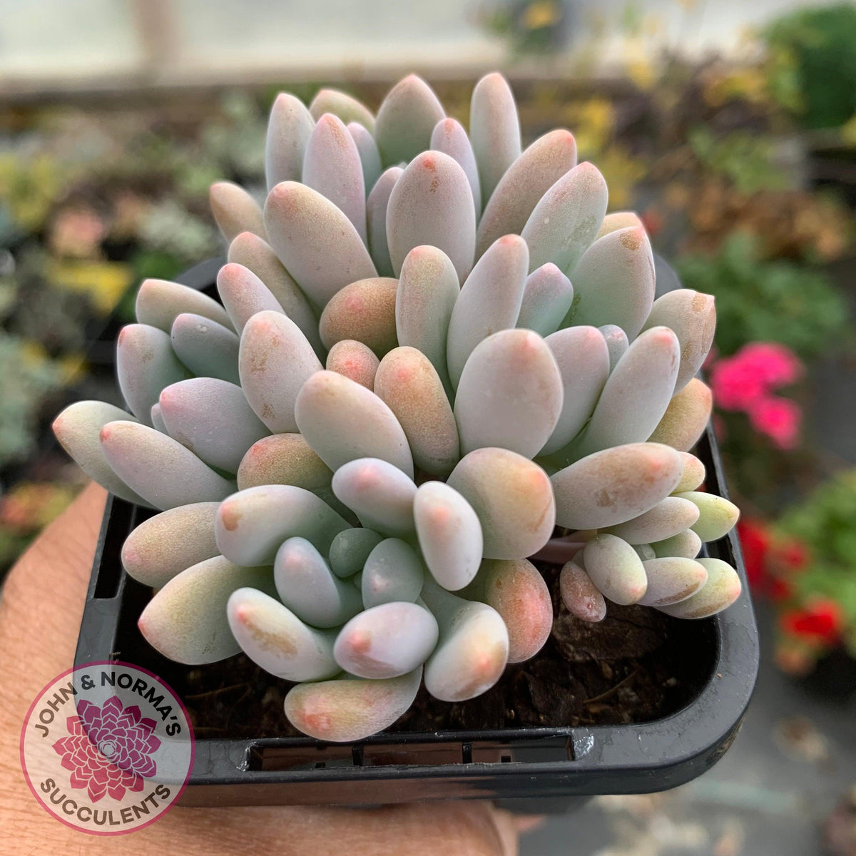 Pachyveria clavifolia