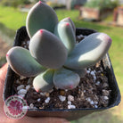 Pachyphytum garciae 'Green Apple'