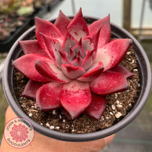 Load image into Gallery viewer, Echeveria Agavoides Romeo Rubin - Large - John &amp; Norma&#39;s Succulents
