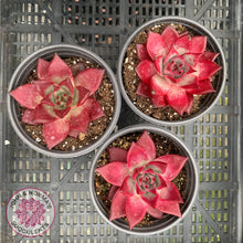 Load image into Gallery viewer, Echeveria Agavoides Romeo Rubin - Large - John &amp; Norma&#39;s Succulents
