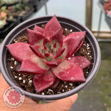 Load image into Gallery viewer, Echeveria Agavoides Romeo Rubin - Large - John &amp; Norma&#39;s Succulents
