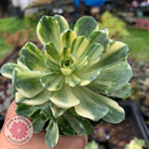 Aeonium Castello-Paivae Variegata 'Suncup'