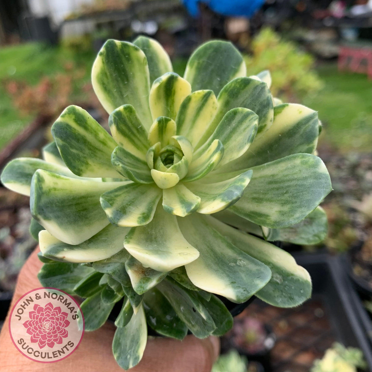 Aeonium Castello-Paivae Variegata 'Suncup'
