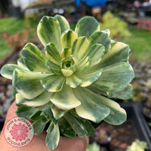 Load image into Gallery viewer, Aeonium Castello-Paivae Variegata &#39;Suncup&#39; - John &amp; Norma&#39;s Succulents
