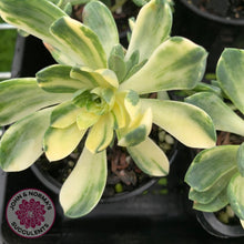 Load image into Gallery viewer, Aeonium Castello-Paivae Variegata &#39;Suncup&#39; - John &amp; Norma&#39;s Succulents
