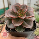 Echeveria 'Melaco'