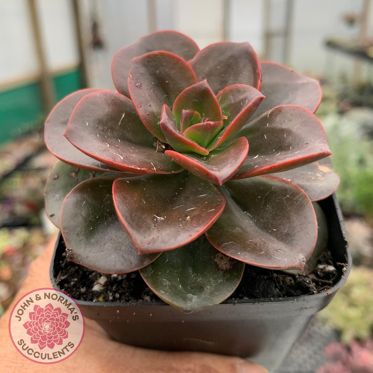 Echeveria 'Melaco'