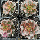 Echeveria 'Melaco'