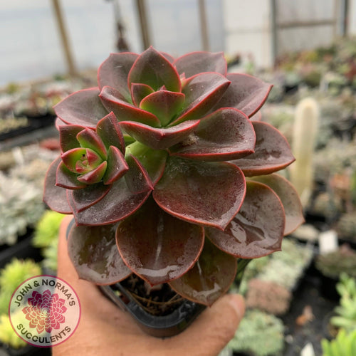 Echeveria Melaco - John & Norma's Succulents