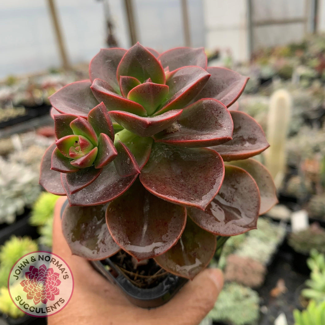 succulent melaco Buy Echeveria 'Melaco' Australia