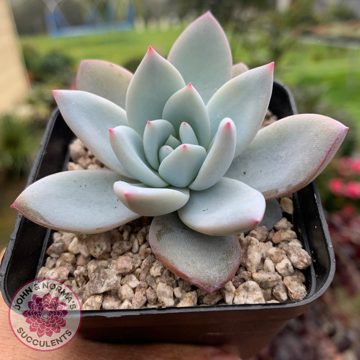 Echeveria 'Candy Heart'