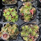 Crassula capitella ssp thyrsiflora