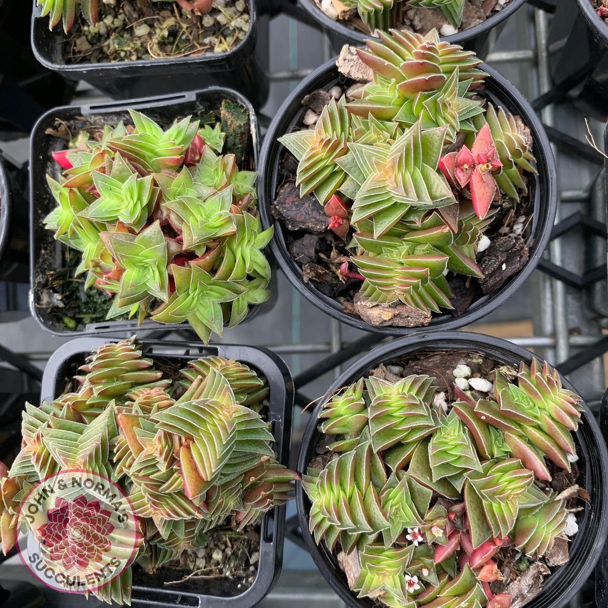 Crassula capitella ssp thyrsiflora