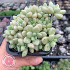 Graptopetalum mendozae