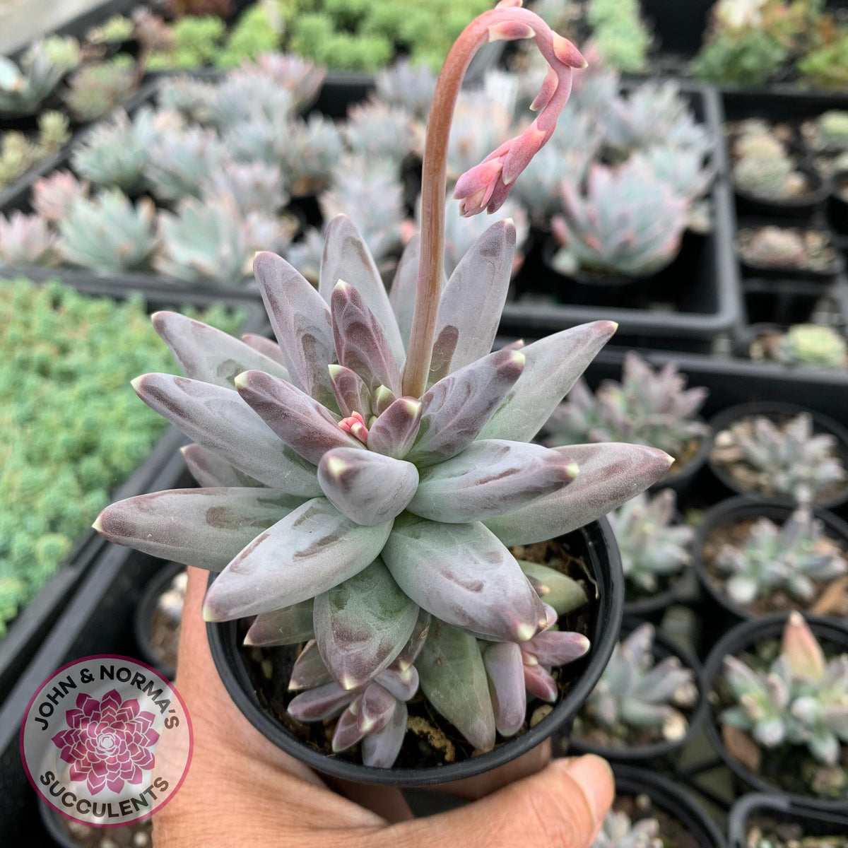 Pachyphytum compactum