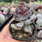 Adromischus triflorus