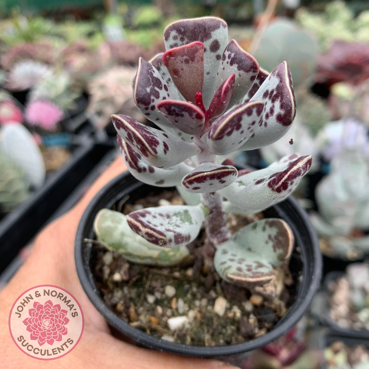 Adromischus triflorus