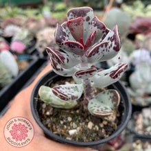 Load image into Gallery viewer, Adromischus Triflorus - John &amp; Norma&#39;s Succulents
