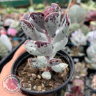 Adromischus triflorus