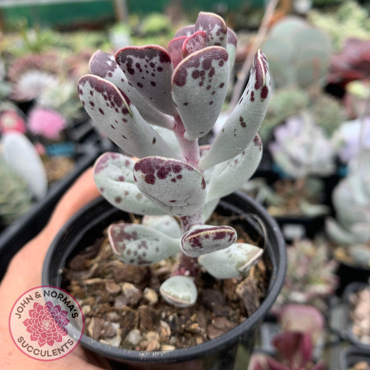 Adromischus triflorus