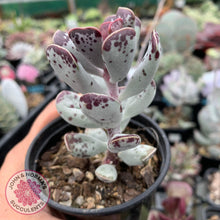 Load image into Gallery viewer, Adromischus Triflorus - John &amp; Norma&#39;s Succulents
