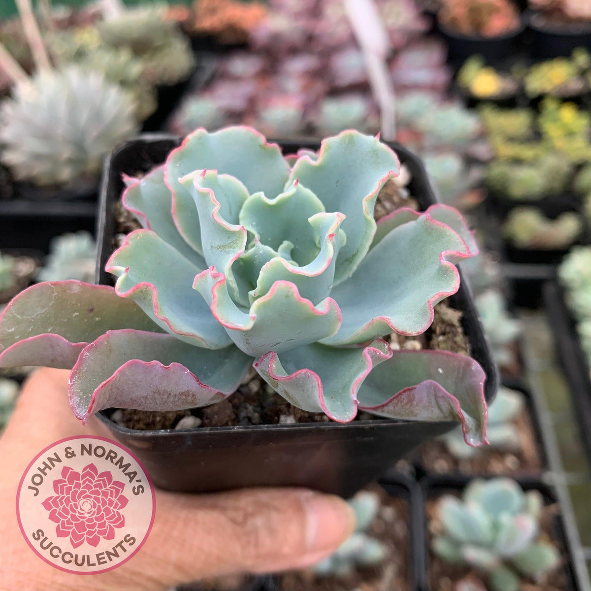 Echeveria 'Aquarius'