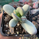 Cotyledon Oophylla - Asian Round Form