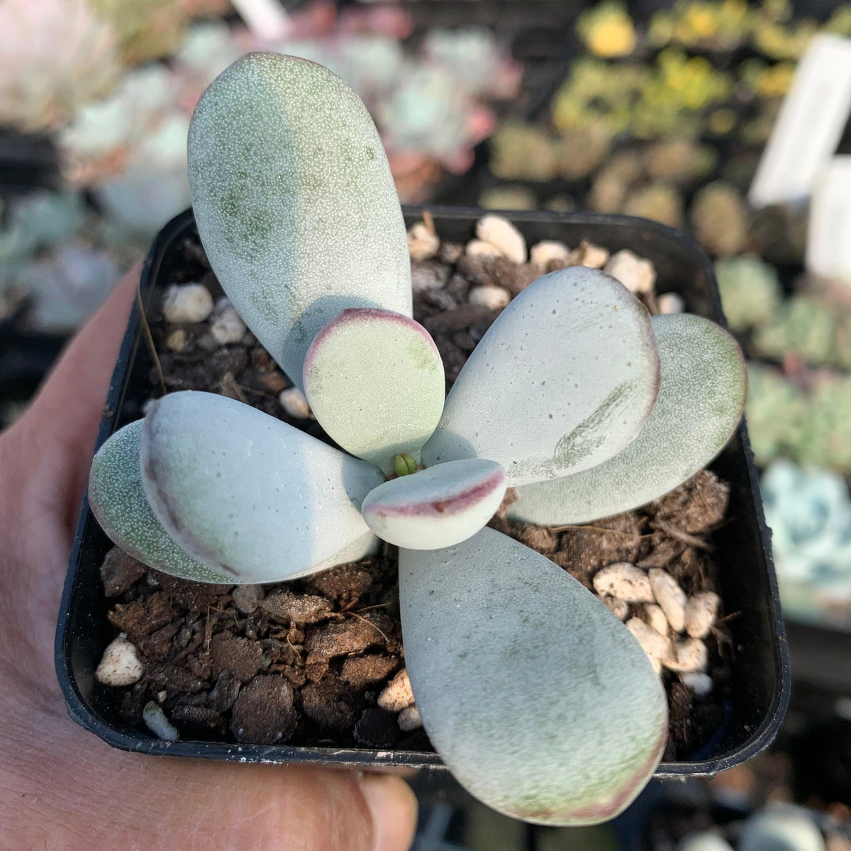 Cotyledon Oophylla - Asian Round Form