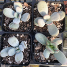 Cotyledon Oophylla - Asian Round Form