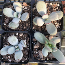 Load image into Gallery viewer, Cotyledon Oophylla - Asian Round Form - John &amp; Norma&#39;s Succulents
