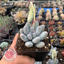 Load image into Gallery viewer, Pachyveria Angel finger hybrid - John &amp; Norma&#39;s Succulents
