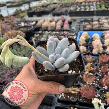 Load image into Gallery viewer, Pachyveria Angel finger hybrid - John &amp; Norma&#39;s Succulents
