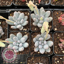 Load image into Gallery viewer, Pachyveria Angel finger hybrid - John &amp; Norma&#39;s Succulents
