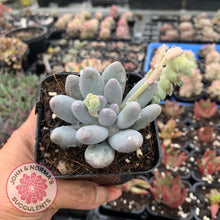 Load image into Gallery viewer, Pachyveria Angel finger hybrid - John &amp; Norma&#39;s Succulents
