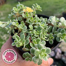 Sedum Makinoi Variegata
