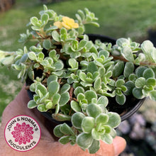 Load image into Gallery viewer, Sedum Makinoi Variegata - John &amp; Norma&#39;s Succulents
