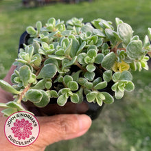 Load image into Gallery viewer, Sedum Makinoi Variegata - John &amp; Norma&#39;s Succulents
