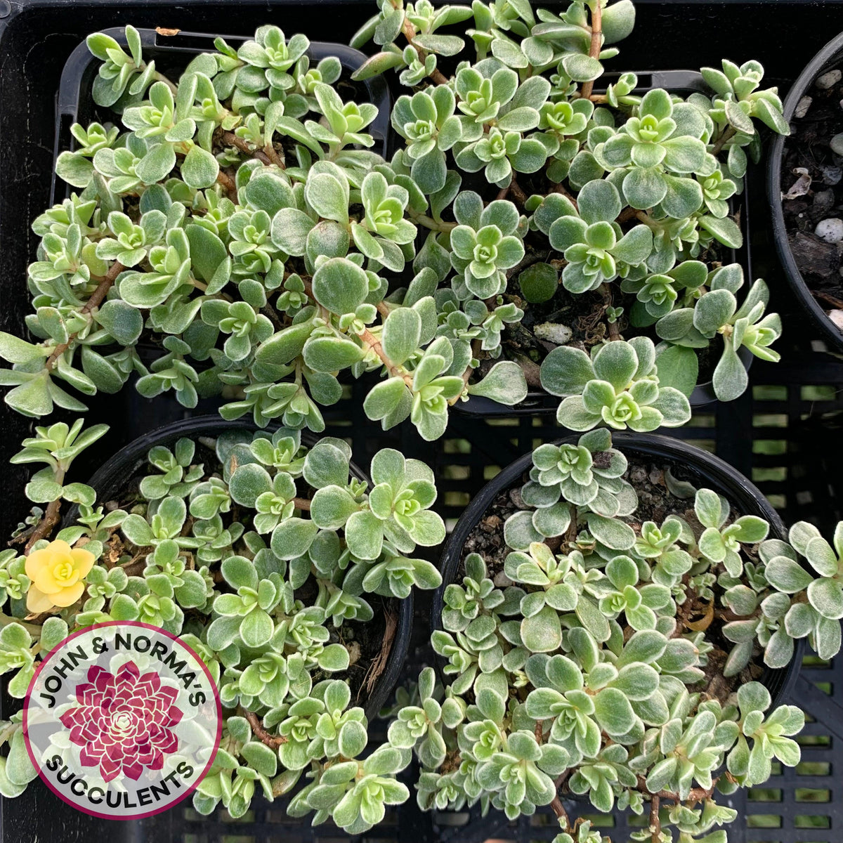 Sedum Makinoi Variegata