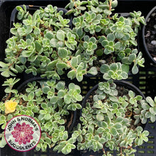 Load image into Gallery viewer, Sedum Makinoi Variegata - John &amp; Norma&#39;s Succulents
