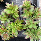 Crassula dejecta