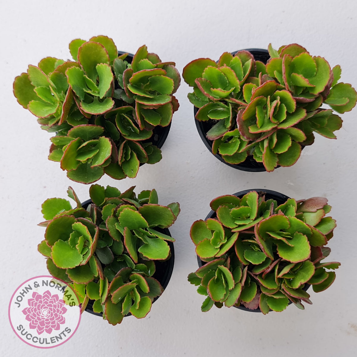 Kalanchoe Dwarf Hybrid - Hot Pink Flowers