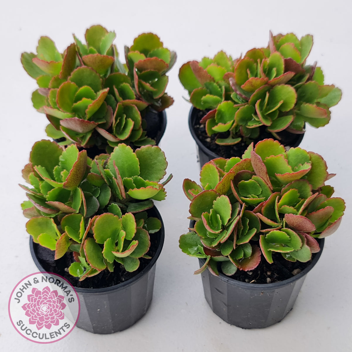 Kalanchoe Dwarf Hybrid - Hot Pink Flowers
