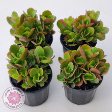 Load image into Gallery viewer, Kalanchoe Dwarf Hybrid - Hot Pink Flowers
