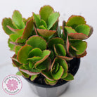 Kalanchoe Dwarf Hybrid - Hot Pink Flowers