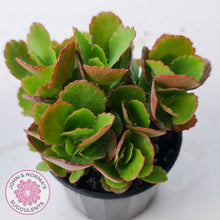 Load image into Gallery viewer, Kalanchoe Dwarf Hybrid - Hot Pink Flowers
