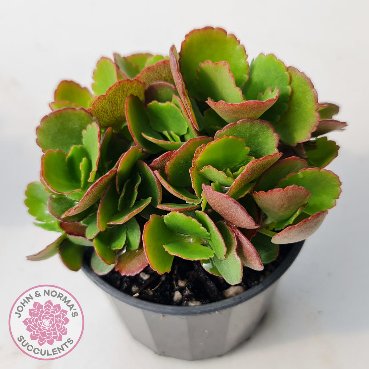 Kalanchoe Dwarf Hybrid - Hot Pink Flowers